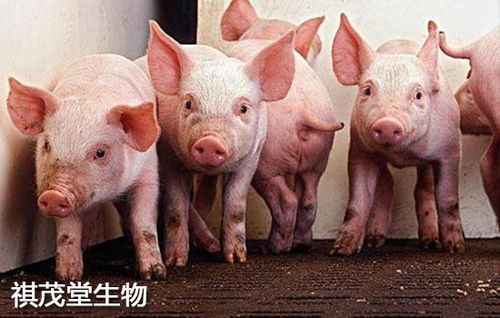 养猪福利政策 云南省加大生猪产业资金支持,保障猪肉产品市场供应