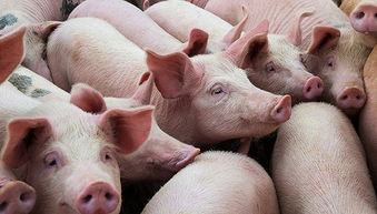 上半年亏掉1.56亿依然受追捧,这家不断扩产能的生猪养殖公司今年股价涨幅已近180
