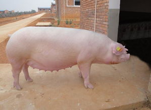 围产期母猪的饲养管理