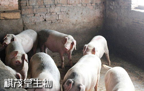 养猪新政策 广东 湖北 天津完善生猪调运政策 农村4种养殖舍将要求拆除