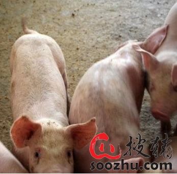 益生股份携手双鸽食品投5.38亿元黑龙江养猪