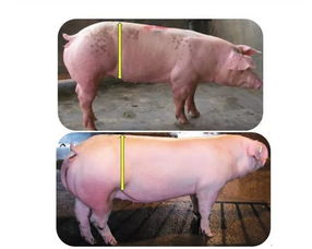 三元商品母猪能否助力养猪人生产自救 深度剖析其种用价值